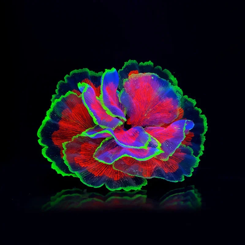 Luminous Silicone Coral Ornament