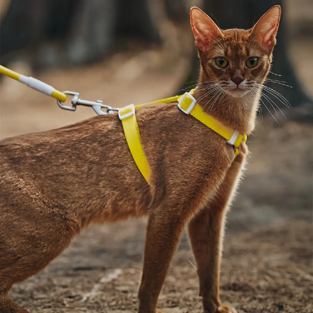 Anti-Breakaway Pet Harness & Leash Set
