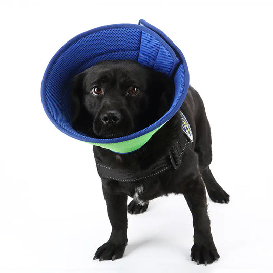 Pet E-Collar (Transparent)