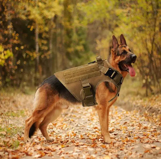 Large Dog Adventure Vest