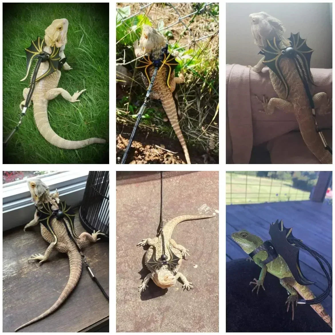 Dinosaur Wing Reptile Harness & Leash Kit
